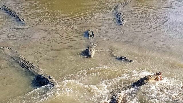 Teluk Sengat Crocodile Farm Johor with large crocodiles close up, popular crocodile world attraction near Desaru Malaysia