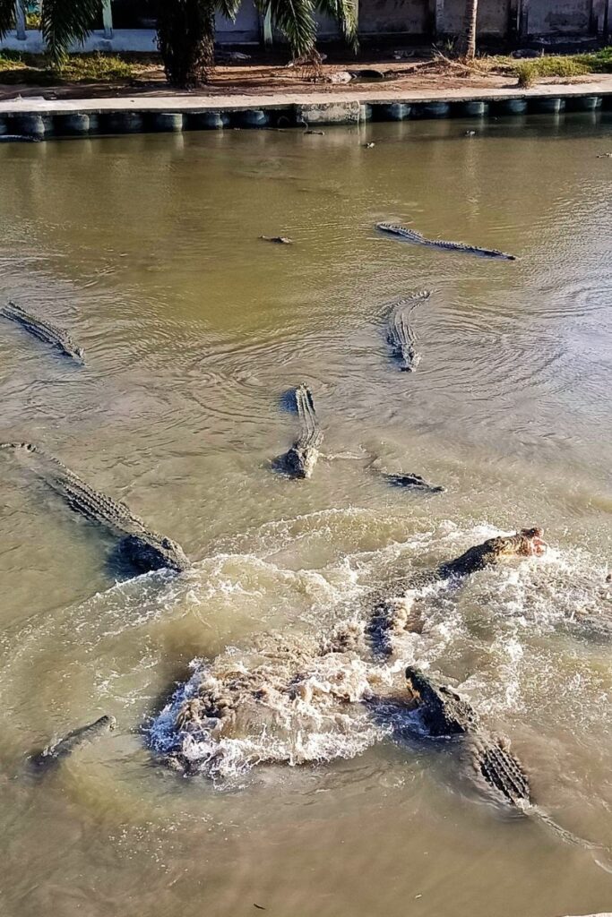 Teluk Sengat Crocodile Farm Johor with large crocodiles close up, popular crocodile world attraction near Desaru Malaysia
