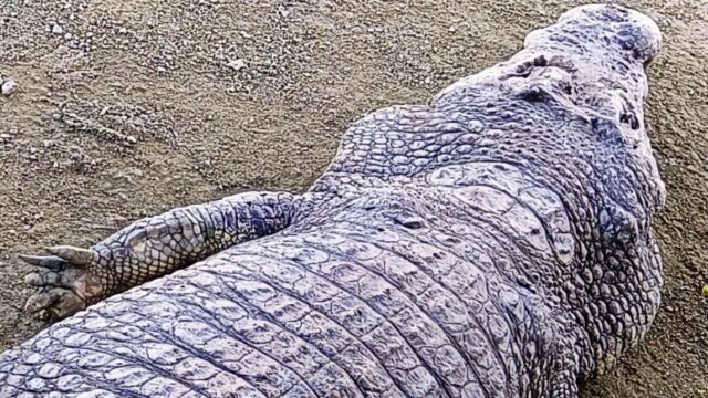 Teluk Sengat Crocodile Farm Johor with large crocodiles close up, popular crocodile world attraction near Desaru Malaysia