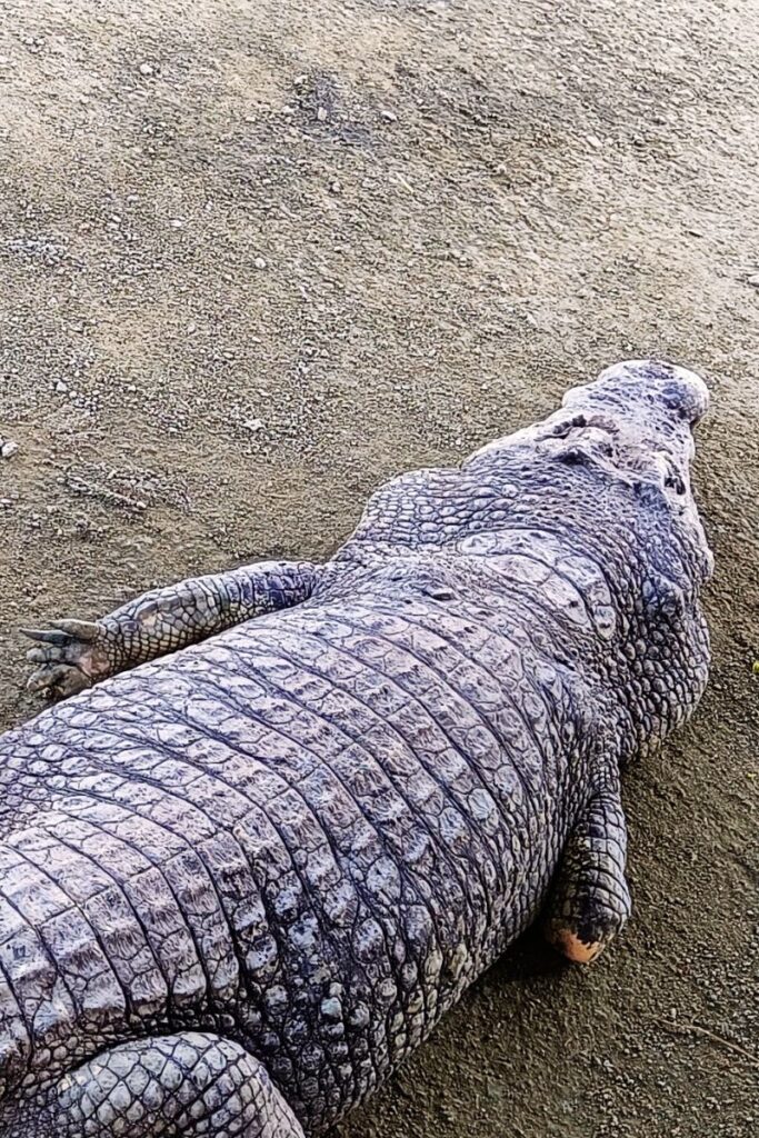 Teluk Sengat Crocodile Farm Johor with large crocodiles close up, popular crocodile world attraction near Desaru Malaysia
